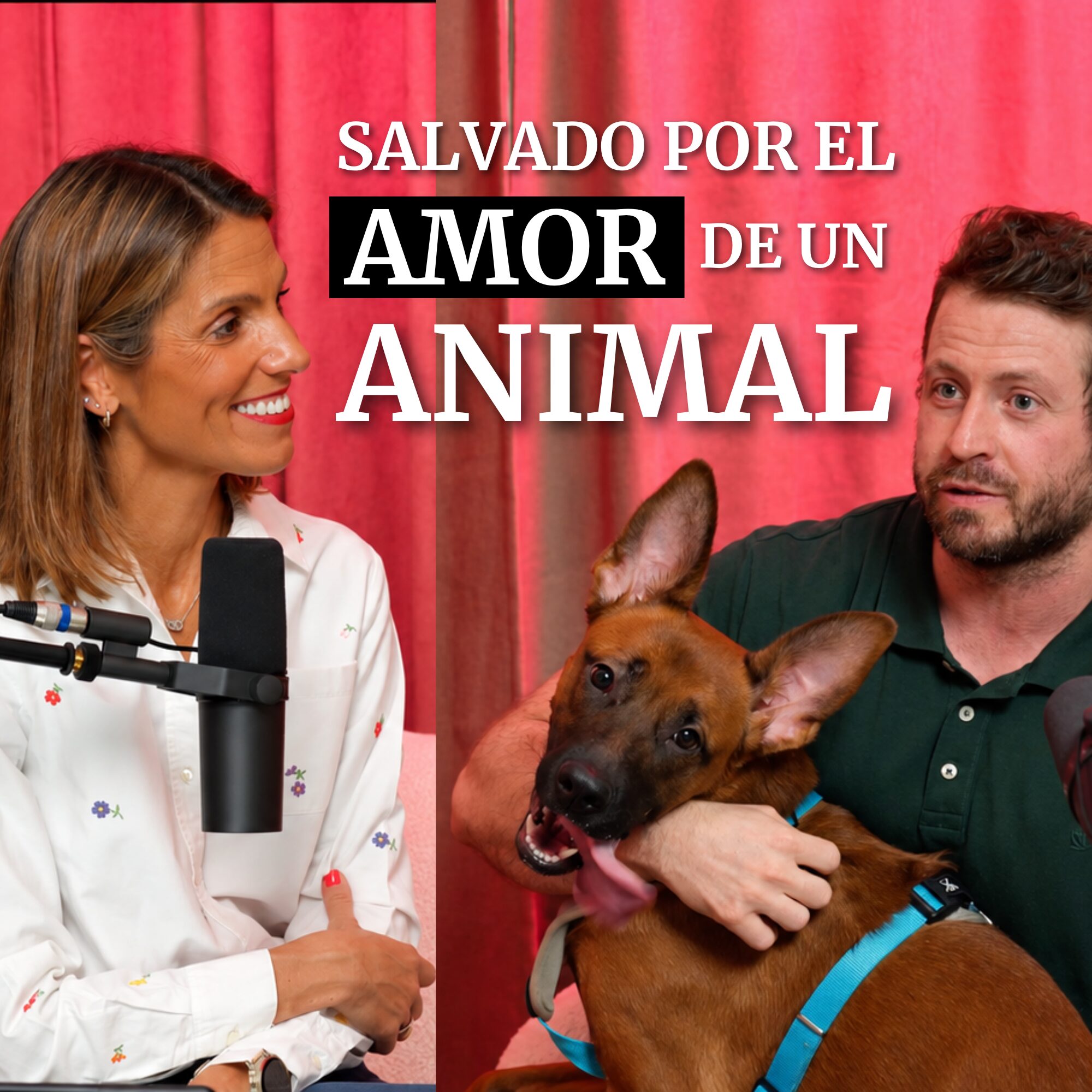animal